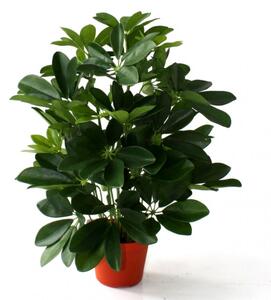 MF Umělá rostlina Schefflera (50cm)