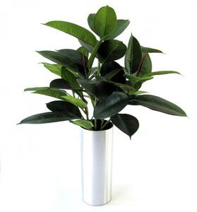 MF Umělá rostlina Ficus Elastica (50cm)
