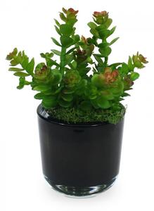 MF Umělá rostlina Mini Sedum (18cm)