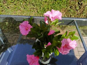 MF Umělá rostlina Petunie (25cm) - růžová