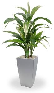 MF Umělá rostlina Dracaena (80cm) - vario