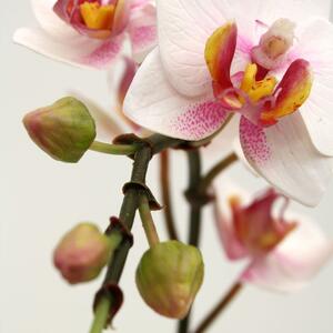 MF Umělá květina Orchidej větvička Phalaenopsis (50cm) - růžová