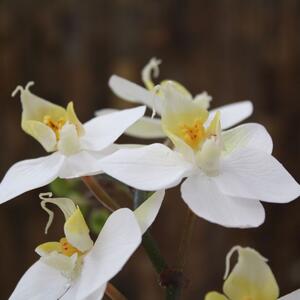 MF Umělá květina Orchidej větvička Phalaenopsis (50cm) - bílá