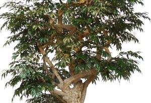 ILA Umělý strom Myrsifolia Nidra Lux (320cm) dub