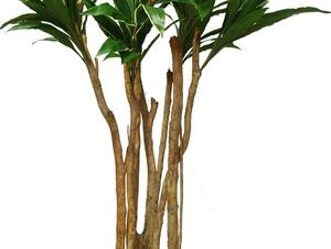 ILA Umělý strom Cordyline Florida (240cm) Barva listů: vícebarevná (Vario)