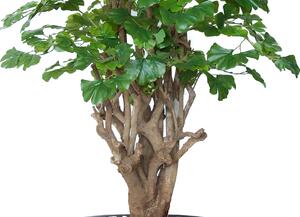 ILA Umělý strom Ginkgo Malabar výška: 150cm