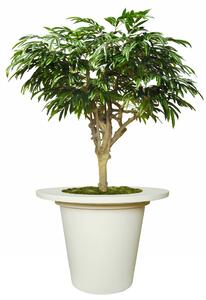 ILA Umělý strom Longifolia Mini Nidra (250cm)