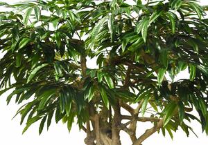 ILA Umělý strom Longifolia Mini Nidra (250cm)