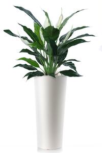 ILA Umělá rostlina Spathiphyllum (75cm)