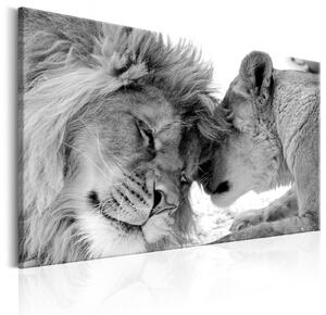 Obraz - Lví láska 60x40