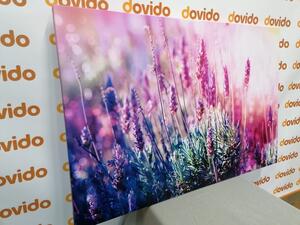 Obraz kouzelné květy levandule - 60x40