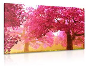 Obraz kouzelné rozkvetlé stromy třešně