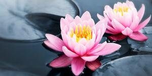 Obraz lotosový květ v jezeře