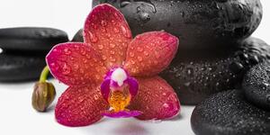 Obraz orchidej a Zen kameny na bílém pozadí