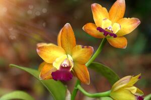 Obraz oranžová orchidej