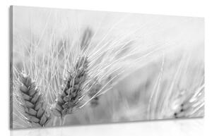 Obraz pšeničné pole v černobílém provedení