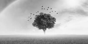 Obraz osaměý strom na louce v černobílém provedení