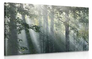 Obraz slneční paprsky v mlhavém lese