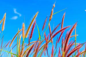 Obraz divoká tráva pod modrou oblohou