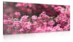 Obraz detailní květiny třešně