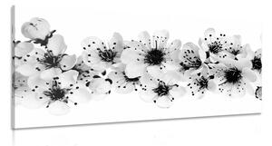 Obraz třešňové květy v černobílém provedení
