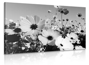 Obraz louka jarních květin v černobílém provedení