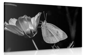 Obraz motýl na květu v černobílém provedení