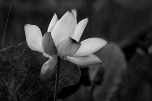 Obraz jemný lotosový květ v černobílém provedení