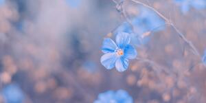 Obraz modré květy na vintage pozadí