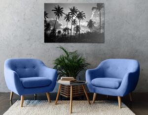 Obraz kokosové palmy na pláži v černobílém provedení