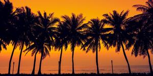 Obraz západ slunce nad palmami