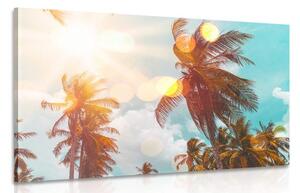 Obraz paprsky slunce mezi palmami