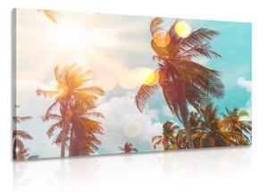 Obraz paprsky slunce mezi palmami