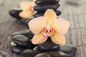 Obraz žlutá orchidej a Zen kameny