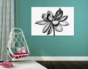 Obraz akvarelový lotosový květ v černobílém provedení