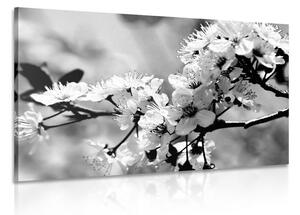Obraz třešňový květ v černobílém provedení