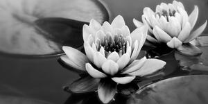 Obraz lotosový květ v jezeře v černobílém provedení