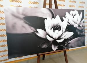 Obraz lotosový květ v jezeře v černobílém provedení