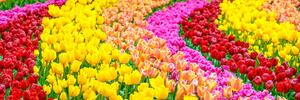 Obraz pestrobarevné tulipány