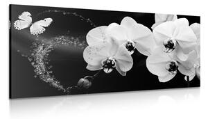 Obraz černobílá orchidej a motýl