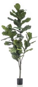 Umělý fikus Lyrata, výška 180 cm - 151 - 180 cm