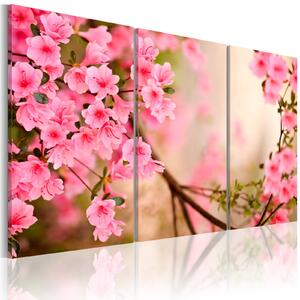 Obraz - Růžové třešňové květy 60x40
