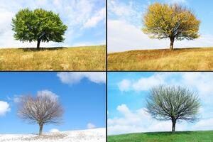 Obraz strom v ročních obdobích