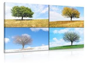 Obraz strom v ročních obdobích