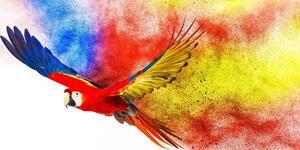 Obraz let papouška