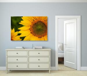 Obraz žlutá slunečnice Varianta: 60x40