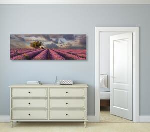 Obraz země levandulových polí Varianta: 135x45
