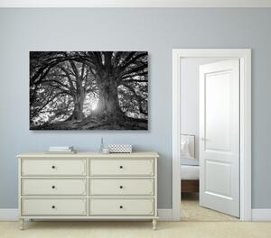 Obraz černobílé majestátní stromy