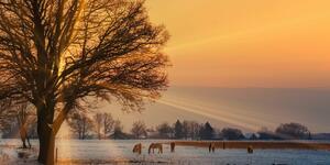 Obraz koně v zasněžené krajině