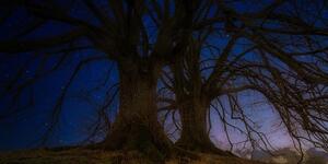 Obraz stromy v noční zemi